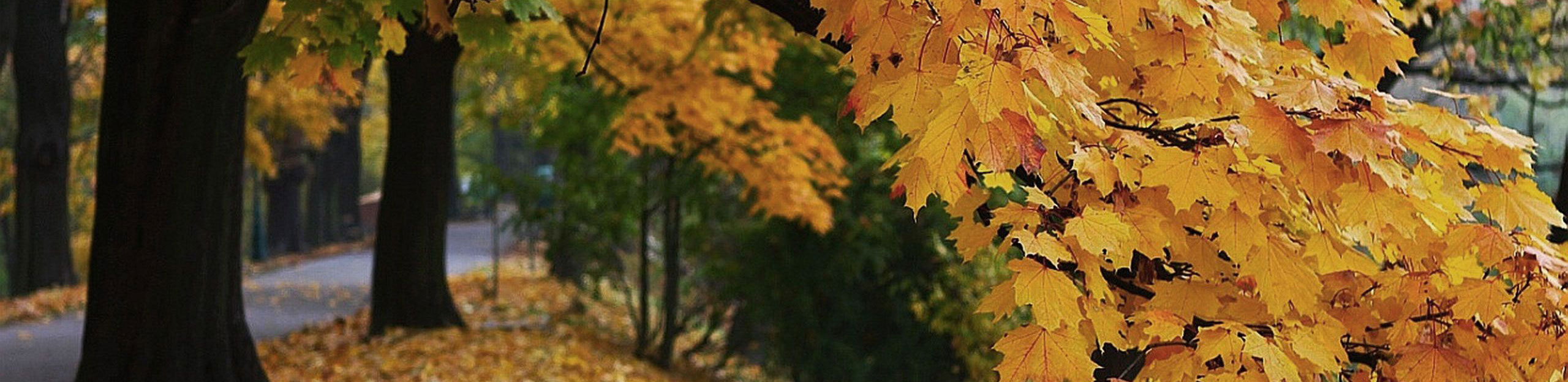 autumn leaves